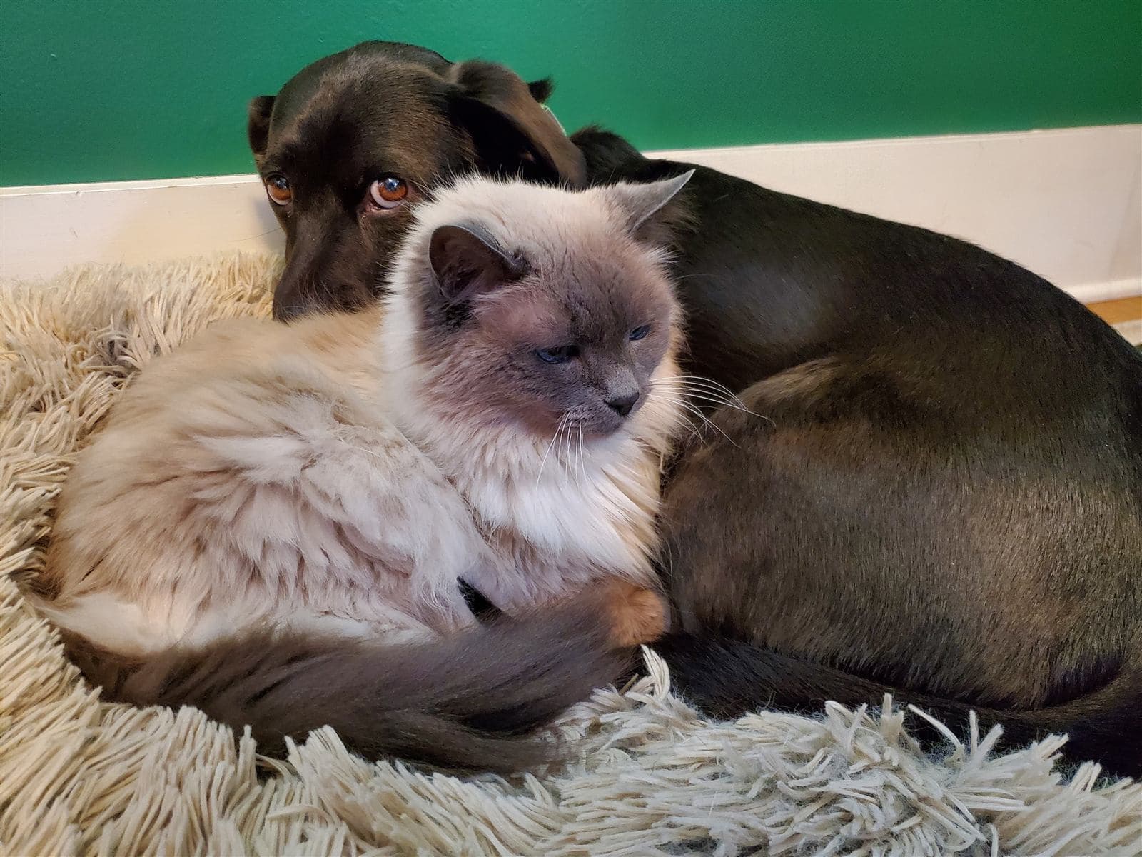 Can Pets Catch or Spread COVID-19?